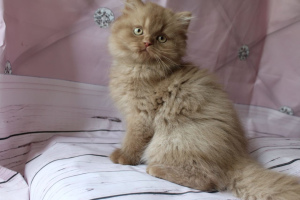 Zdjęcie №1. kot brytyjski długowłosy, kot brytyjski krótkowłosy - na sprzedaż w Petersburg | Negocjowane | Zapowiedź № 3037
