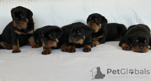 Zdjęcie №1. rottweiler - na sprzedaż w Olden | 2153zł | Zapowiedź №170168