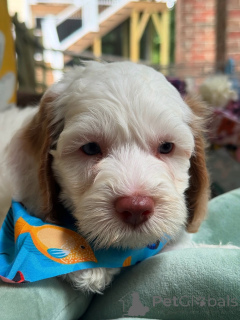 Zdjęcie №1. labradoodle - na sprzedaż w Bertrand | negocjowane | Zapowiedź №156279