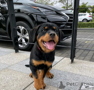 Zdjęcie №1. rottweiler - na sprzedaż w Флорида Сити | 5083zł | Zapowiedź №138976