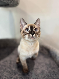 Zdjęcie №1. kot bengalski - na sprzedaż w Hamburg | 3588zł | Zapowiedź № 152538