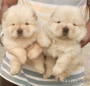 Zdjęcie №1. chow-chow - na sprzedaż w Miasto Londynu | negocjowane | Zapowiedź №171123