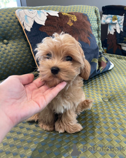 Zdjęcie №2 do zapowiedźy № 162857 na sprzedaż  maltańczyk - wkupić się Niemcy prywatne ogłoszenie