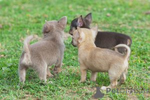 Zdjęcie №2 do zapowiedźy № 158694 na sprzedaż  chihuahua (rasa psów) - wkupić się Estonia prywatne ogłoszenie