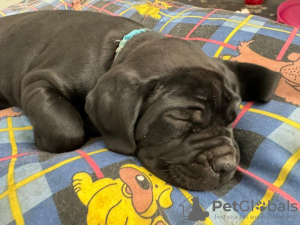 Zdjęcie №1. cane corso - na sprzedaż w Nowy Jork | 2773zł | Zapowiedź №103348