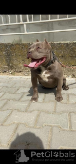 Zdjęcie №1. american bully - na sprzedaż w Mladenovac | negocjowane | Zapowiedź №100935