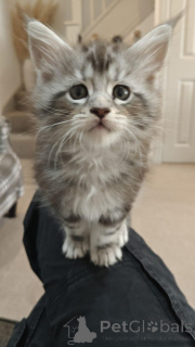 Zdjęcie №3. Die Letzten Beiden Reinrassigen Maine Coon Jungen. Niemcy