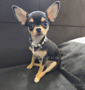 Zdjęcie №1. pies nierasowy - na sprzedaż w Tbilisi | negocjowane | Zapowiedź №153851