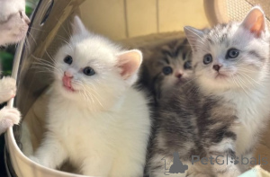 Zdjęcie №1. munchkin - na sprzedaż w Monachium | negocjowane | Zapowiedź № 161181