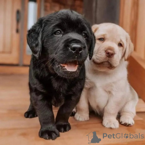Zdjęcie №1. labrador retriever - na sprzedaż w Hamburg | negocjowane | Zapowiedź №174966