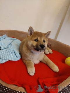 Dodatkowe zdjęcia: Shiba inu szczeniak suczka