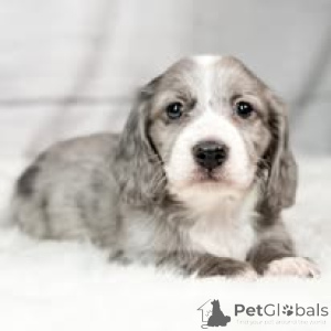 Zdjęcie №3. Dackelwelpen zu verkaufen. Austria