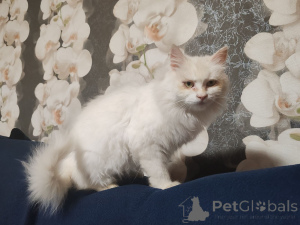 Zdjęcie №1.  - na sprzedaż w Mińsk | Bezpłatny | Zapowiedź № 156571