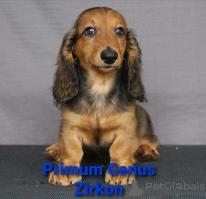 Zdjęcie №3. Śliczne szczenięta po tytułowych rodzicach.. Federacja Rosyjska