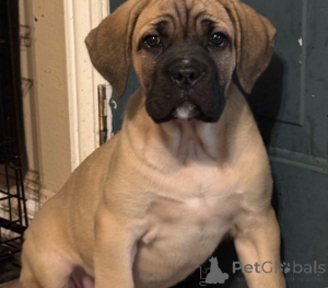 Zdjęcie №1. cane corso - na sprzedaż w Амстердам | 3348zł | Zapowiedź №138274