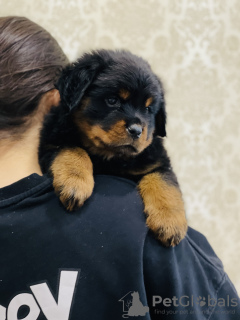 Zdjęcie №3. Szczenięta Rottweilera. Federacja Rosyjska