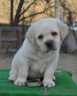 Dodatkowe zdjęcia: Szczeniaki Labrador Retriever