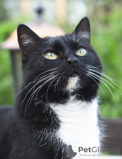 Dodatkowe zdjęcia: Ollie to niezwykły kot z markizą, który szuka domu.