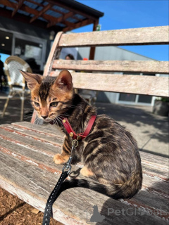 Zdjęcie №1. kot bengalski - na sprzedaż w Båstad | 3812zł | Zapowiedź № 153283