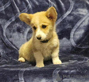 Zdjęcie №1. welsh corgi - na sprzedaż w ElaFonisos | negocjowane | Zapowiedź №170518