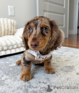 Zdjęcie №4. Sprzedam jamnik w Helsinki. prywatne ogłoszenie, ze schronu - cena - 2392zł