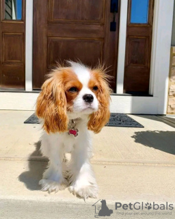 Zdjęcie №2 do zapowiedźy № 121101 na sprzedaż  cavalier king charles spaniel - wkupić się Finlandia prywatne ogłoszenie, hodowca