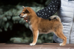 Zdjęcie №2 do zapowiedźy № 6378 na sprzedaż  shiba - wkupić się Federacja Rosyjska hodowca