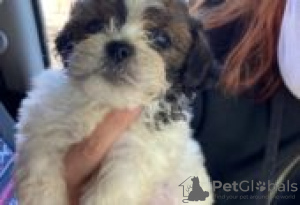 Zdjęcie №1. shih tzu - na sprzedaż w Berlin | Bezpłatny | Zapowiedź №127099