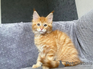 Zdjęcie №3. Kocięta Mainecoon do bezpłatnej adopcji. Niemcy