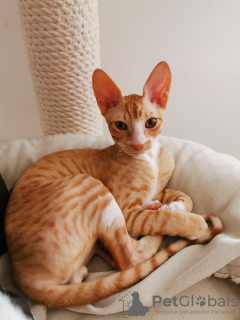 Dodatkowe zdjęcia: Kocięta Cornish Rex