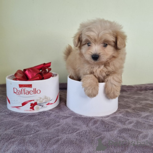 Zdjęcie №2 do zapowiedźy № 163335 na sprzedaż  pudel (zabawka) - wkupić się Czarnogóra prywatne ogłoszenie, ze schronu