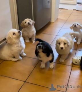 Zdjęcie №2 do zapowiedźy № 158913 na sprzedaż  labrador retriever - wkupić się Czarnogóra prywatne ogłoszenie