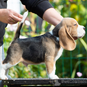 Zdjęcie №1. beagle (rasa psa) - na sprzedaż w Lipova | negocjowane | Zapowiedź №165222