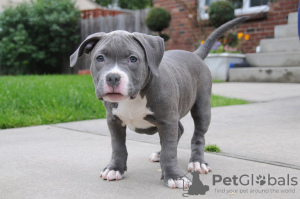 Zdjęcie №1. american bully - na sprzedaż w Bulandzeni | negocjowane | Zapowiedź №122102