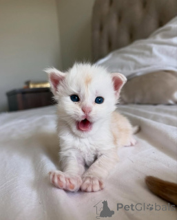 Zdjęcie №2 do zapowiedźy № 150584 na sprzedaż  maine coon - wkupić się Niemcy ze schronu, hodowca