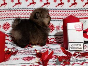 Zdjęcie №4. Sprzedam szpic miniaturowy w Kragujevac.  - cena - negocjowane