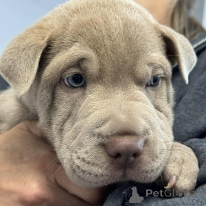 Zdjęcie №4. Sprzedam shar pei w Bilund. prywatne ogłoszenie - cena - 2153zł