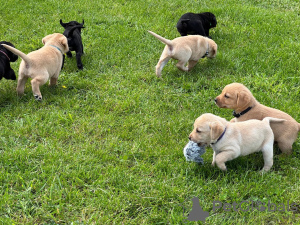 Zdjęcie №1. labrador retriever - na sprzedaż w Berno | negocjowane | Zapowiedź №123447