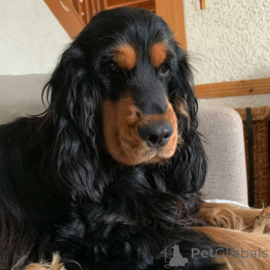 Zdjęcie №3. Cocker Spaniel Puppy. USA