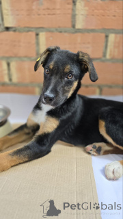 Zdjęcie №1. pies nierasowy - na sprzedaż w Москва | Bezpłatny | Zapowiedź №139049