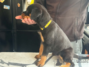 Zdjęcie №4. Sprzedam rottweiler w Billnäs.  - cena - 2392zł