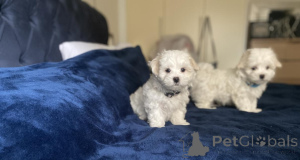 Zdjęcie №2 do zapowiedźy № 156387 na sprzedaż  maltańczyk - wkupić się Niemcy 