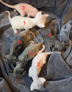 Zdjęcie №2 do zapowiedźy № 160324 na sprzedaż  devon rex - wkupić się Niemcy hodowca