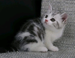 Zdjęcie №1.  - na sprzedaż w BuggenHout | Bezpłatny | Zapowiedź № 161746