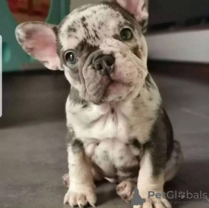 Zdjęcie №2 do zapowiedźy № 131716 na sprzedaż  buldog francuski - wkupić się Finlandia prywatne ogłoszenie