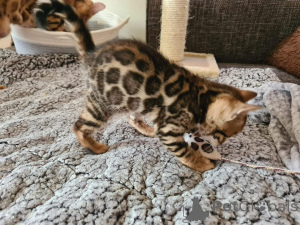 Zdjęcie №1. kot bengalski - na sprzedaż w Helsingborg | 3588zł | Zapowiedź № 153207