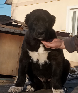 Zdjęcie №1. pies nierasowy - na sprzedaż w Odessa | 1950zł | Zapowiedź №5311