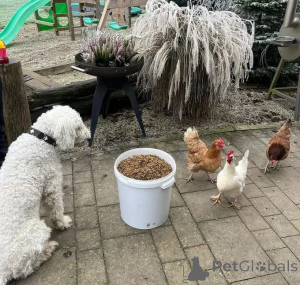 Zdjęcie №4. Sprzedam  w Berlin. hodowca - cena - negocjowane