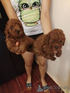 Zdjęcie №4. Sprzedam pudel (zabawka) w Bruksela.  - cena - 1674zł