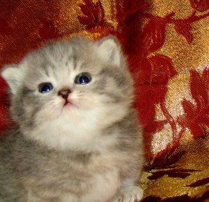 Zdjęcie №1. kot domowy - na sprzedaż w Barnaul | 1812zł | Zapowiedź № 4220